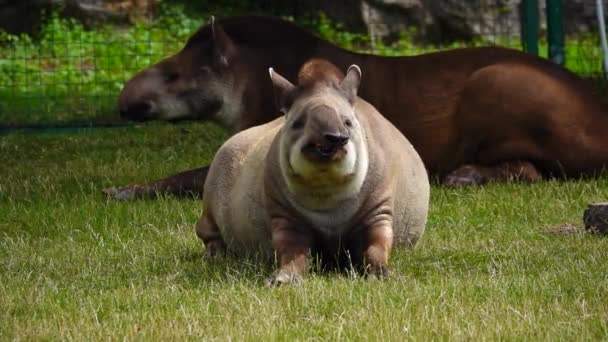 Zwei Flachlandtapire Tapirus Terrestris Liegen Auf Grünem Gras Und Heben — Stockvideo