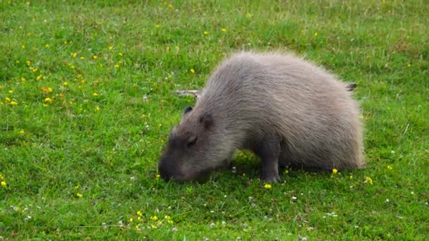 Capybara Hydrochoerus Hydrochaeris Pasoucí Zelené Louce — Stock video
