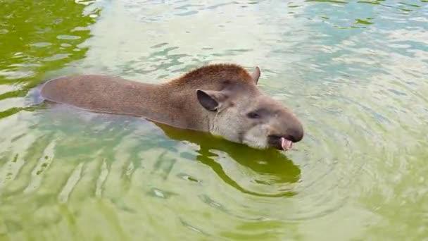 Tapir Tierras Bajas Tapirus Terrestris Nada Agua Cámara Lenta — Vídeo de stock