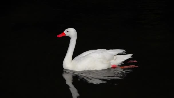 Белый Лебедь Коскороба Плавает Поднимает Шею Пруду Черном Фоне Замедленное — стоковое видео