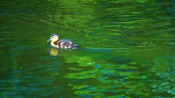 Gölde Küçük Ördek Yavrusu Yaban Ördeği Yüzüyor Yavaş Çekim — Stok video