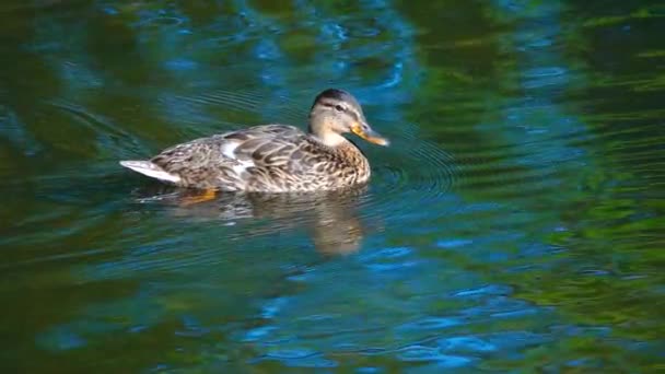 Mallard Duck Female Swim Lake Slow Motion — Stock Video