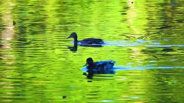 Zwei Wildenten Schwimmen Langsam Auf Dem Abendsee Zeitlupe — Stockvideo