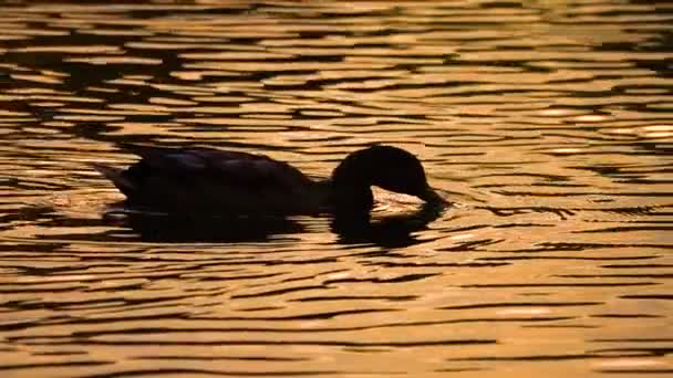 Yaban Ördeği Akşam Gölünde Yavaşça Yüzer Yavaş Çekim — Stok video