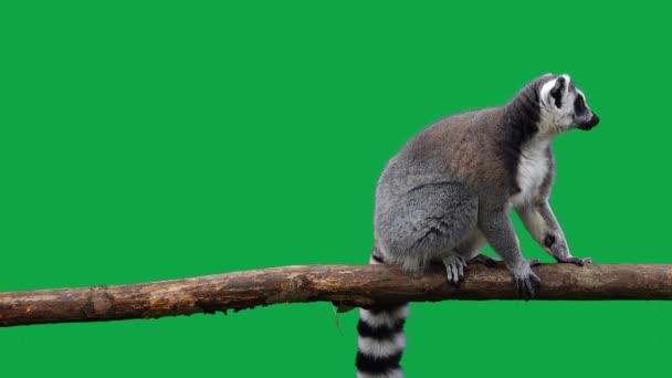 Ring Tailed Lemur Eats Green Screen — Stock Video