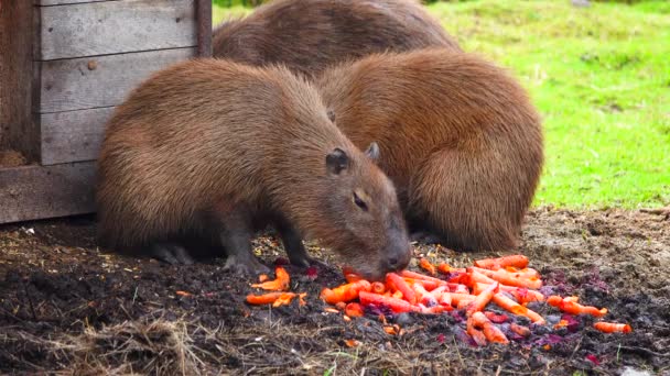 Capybaras Τρώει Καρότα Στο Ζωολογικό Κήπο — Αρχείο Βίντεο