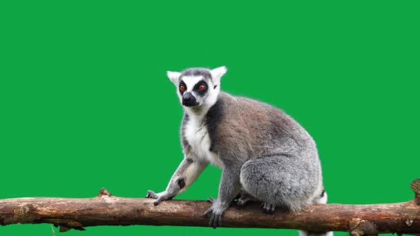 Anel Cauda Lemur Olha Direções Diferentes Deixa Quadro — Vídeo de Stock
