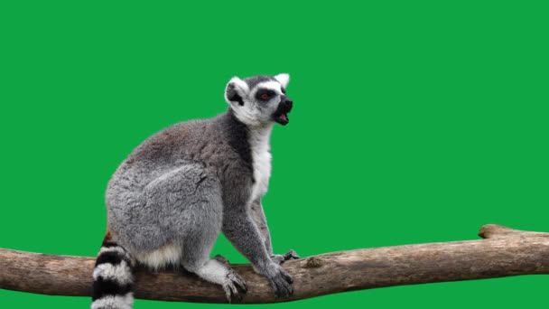 Anel Cauda Lemur Come Olha Direções Diferentes Uma Tela Verde — Vídeo de Stock