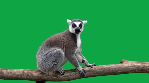 Anel Cauda Lemur Come Olha Direções Diferentes Uma Tela Verde — Vídeo de Stock