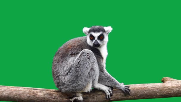 Ring Tailed Lemur Zoek Verschillende Richtingen Een Groen Scherm — Stockvideo