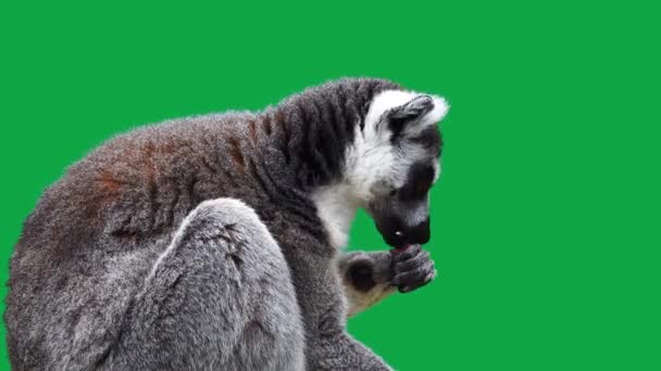 Ring Tailed Lemur Krassen Poot Groen Scherm — Stockvideo