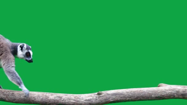 リング テール レミュアはゆっくりと緑の画面の丸太の上を歩く スローモーション — ストック動画
