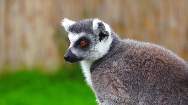 Bulanık Bir Arka Planda Halka Kuyruklu Lemur Portresi Yavaş Çekim — Stok video