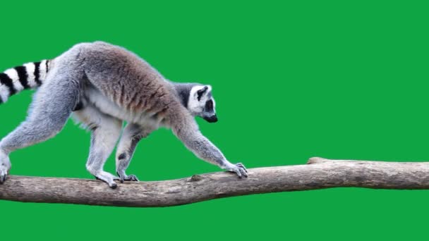 Three Ring Tailed Lemurs Walk One Other Log Green Screen — Stock Video