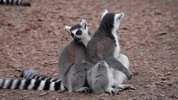 Två Ringsvansade Lemurer Som Kramar Varandra Slow Motion — Stockvideo
