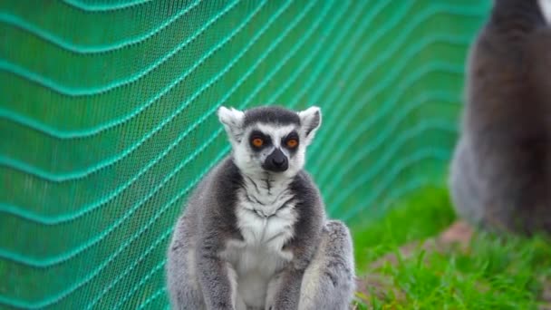 Ring Tailed Lemur Sits Green Grass Slow Motion — Stock Video