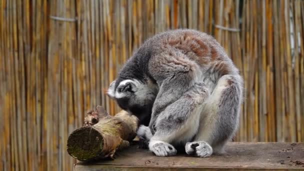 Lemur Καθαρίζει Γούνα Του Μια Θολή Γκρι Φόντο Slow Κίνηση — Αρχείο Βίντεο