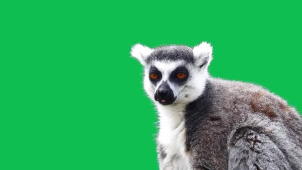 Lemure Coda Anello Apre Bocca Mostra Uno Schermo Verde Rallentatore — Video Stock