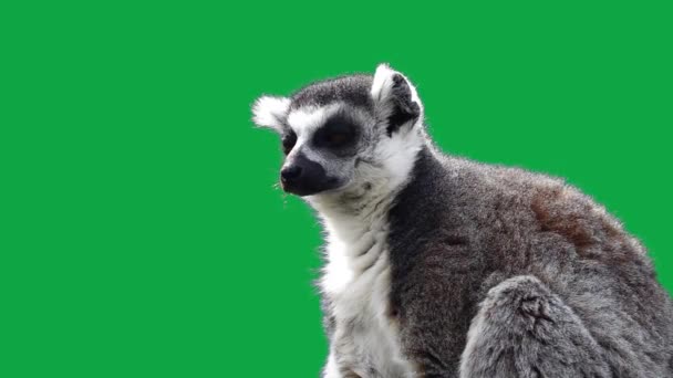 Anello Coda Lemure Guardando Direzioni Diverse Uno Schermo Verde Rallentatore — Video Stock
