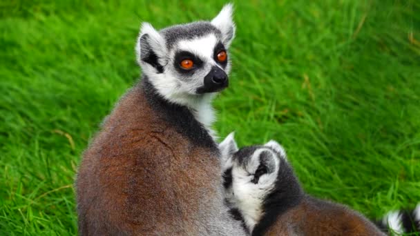 Mother Ring Tailed Lemur Feeds Two Children Green Grass Slow — Stock Video