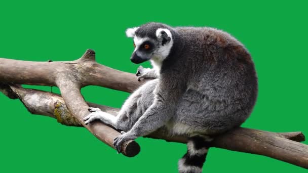 Anel Cauda Lemur Tela Verde Câmara Lenta — Vídeo de Stock