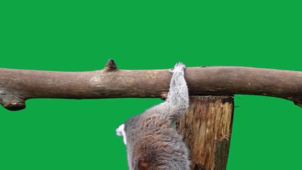 Lemure Coda Anello Che Salta Fuori Tronco Uno Schermo Verde — Video Stock