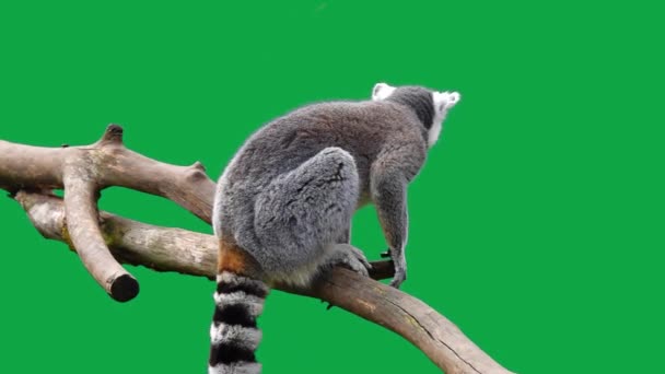 环尾狐猴从绿色屏幕上的圆木上跳出来 慢动作 — 图库视频影像