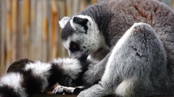 Lemur Reinigt Zijn Vacht Een Wazig Grijze Achtergrond Slow Motion — Stockvideo