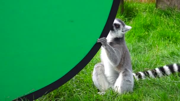 レミュールは緑の草の上に座り緑の画面で遊ぶ スローモーション — ストック動画