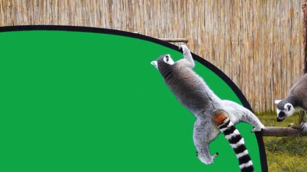 Dos Lémures Cola Anillada Jugando Con Pantalla Verde Uno Cae — Vídeo de stock