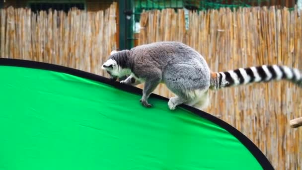 Anello Coda Lemure Passeggiate Sullo Schermo Verde Cade Rallentatore — Video Stock