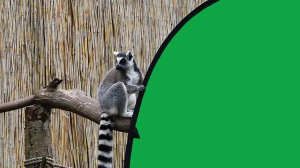 环尾狐猴坐在木制圆木上 依附在绿色的屏风上 慢动作 — 图库视频影像