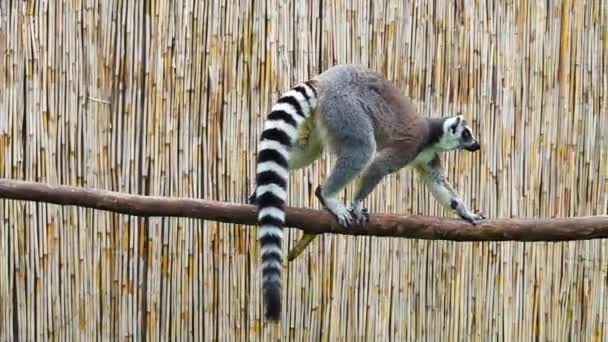 Ring Tailed Lemur Carefully Walking Log Grey Screen Slow Motion — Stock Video