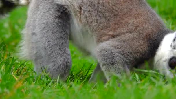 Ring Tailed Lemur Eat Green Grass — Stock Video