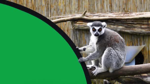 Anello Coda Lemure Giocare Con Schermo Verde — Video Stock