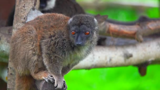 Brown Lemur Sits Wooden Log Slow Motion — Stock Video