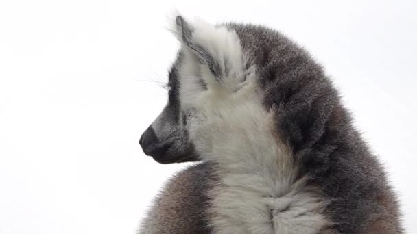 Portrait Ring Tailed Lemur White Background Slow Motion — Stock Video