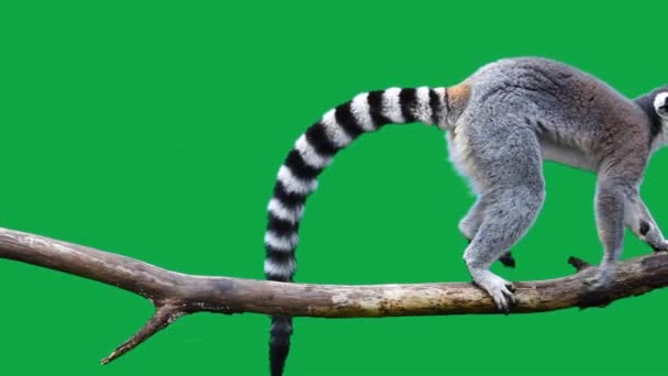 Gyűrű Farkú Lemur Lassan Sétál Rönk Egy Zöld Képernyőn Lassított — Stock videók