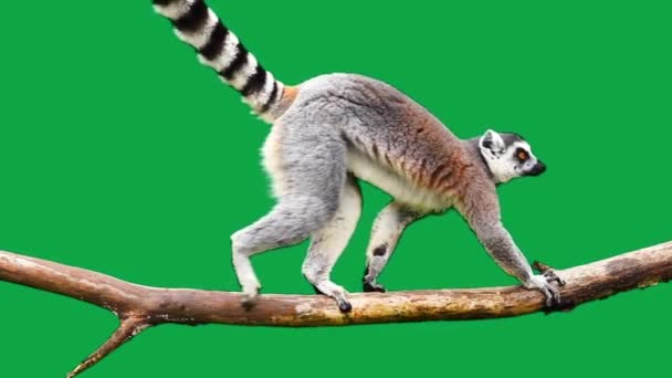 Gyűrű Farkú Lemur Lassan Sétál Rönk Egy Zöld Képernyőn Lassított — Stock videók