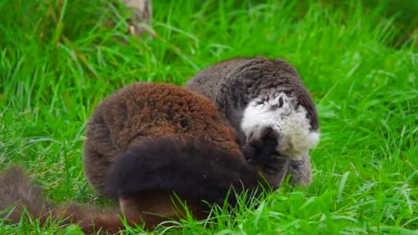Due Lemuri Marroni Siedono Sull Erba Verde Rallentatore — Video Stock