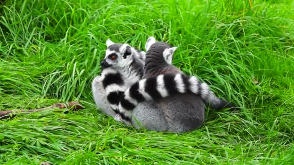 Due Lemuri Coda Anello Siedono Erba Verde Rallentatore — Video Stock