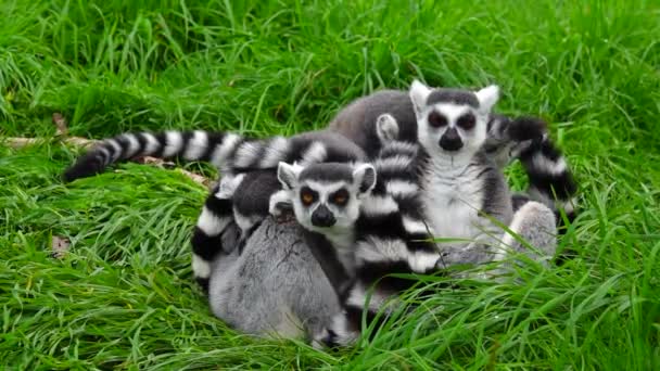 Pierścień Lemury Ogoniaste Siedzieć Zielonej Trawie Zwolniony Ruch — Wideo stockowe