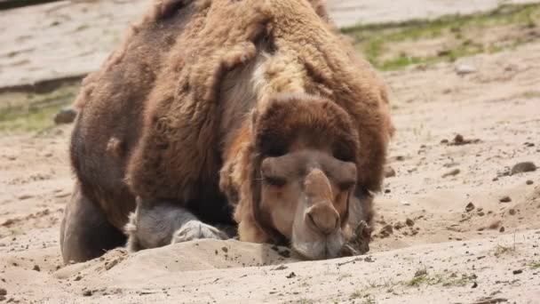 Vermoeide Kameel Camelus Dromedarius Die Het Zand Slaapt — Stockvideo