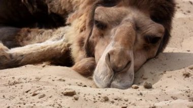Bitkin deve (Camelus dromedarius) kumda uyuyor.