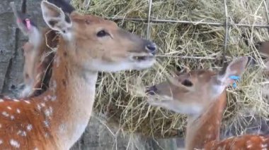 Geyik çiğneyen sika geyiği ailesi, insan ileriye bakıyor.
