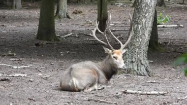 Pere David 'in geyiği (elaphurus davidianus) yerde dinlenen erkek