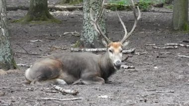 Pere David 'in geyiği (elaphurus davidianus) yerde dinleniyor.