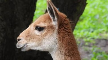 vicuna (lama vicugna) portresi