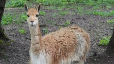 vicuna (lama vicugna) portresi