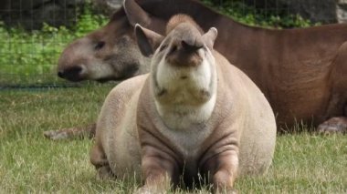 Yeşil çimlerin üzerinde uzanan tapir (tapirus terrestris) burnu kaldırır.